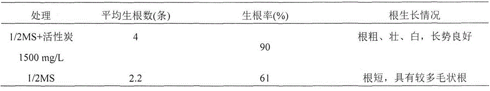 A kind of tissue culture propagation method of Zhongshan fir variety 118