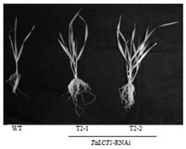 Application of wheat TaLCT1 gene silencing in regulation and control of cadmium stress tolerance of wheat