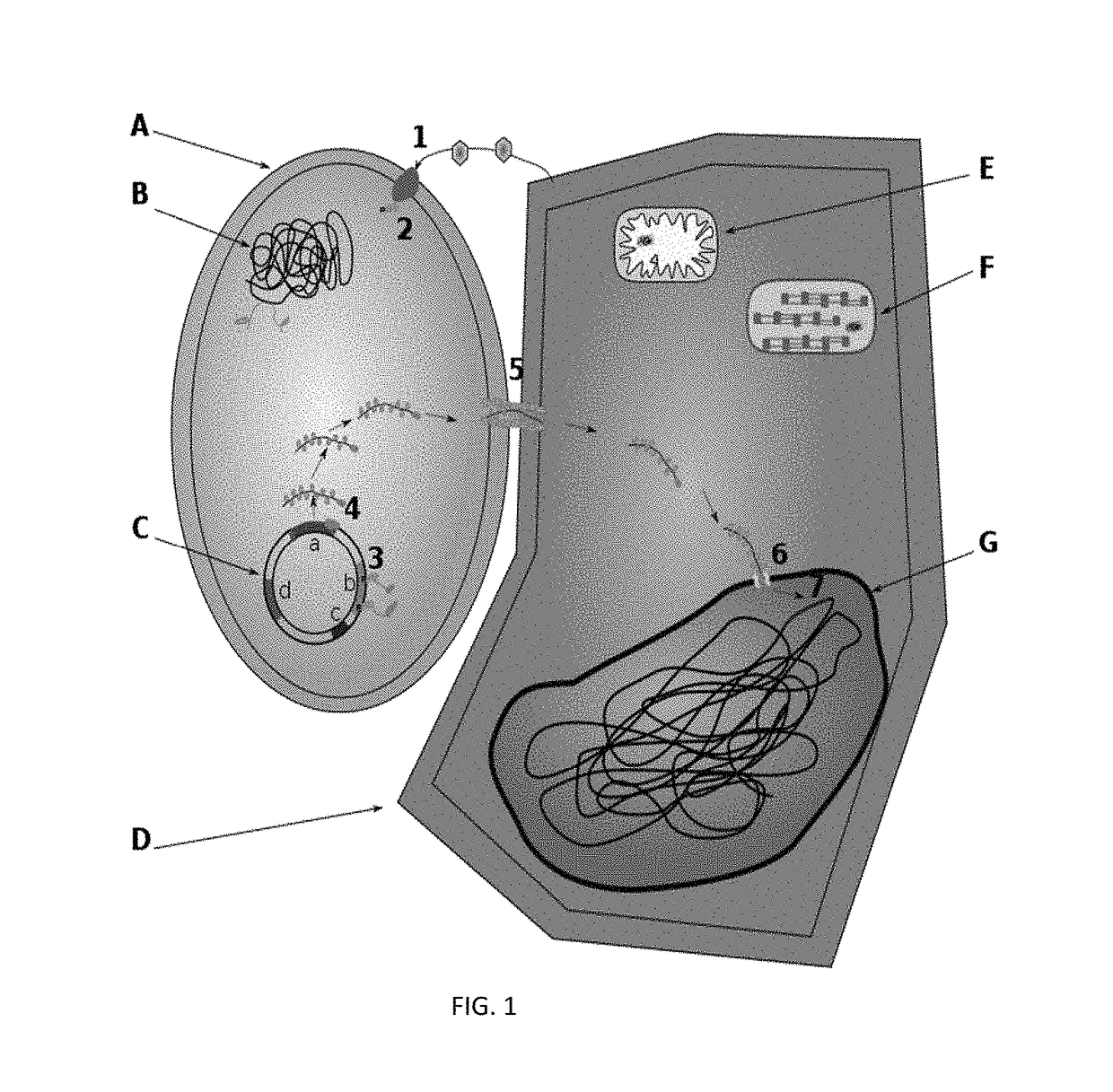 Method for enhanced production of morinda metabolites