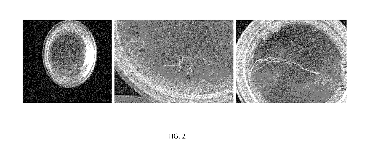 Method for enhanced production of morinda metabolites