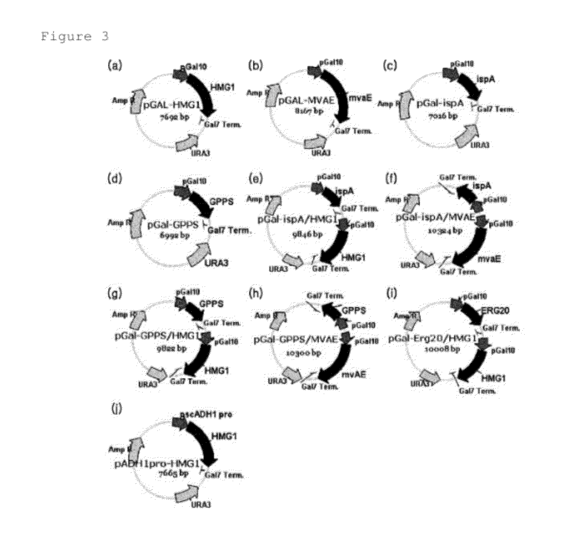 Modified yeast strain and a method for producing squalene using the same