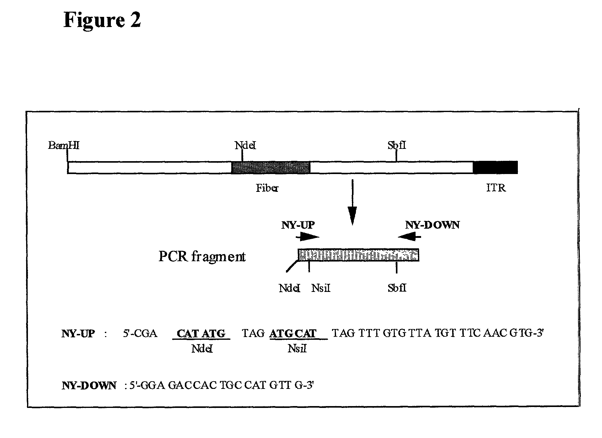 Viral vectors having tissue tropism for T-lymphocytes, B- and mast cells