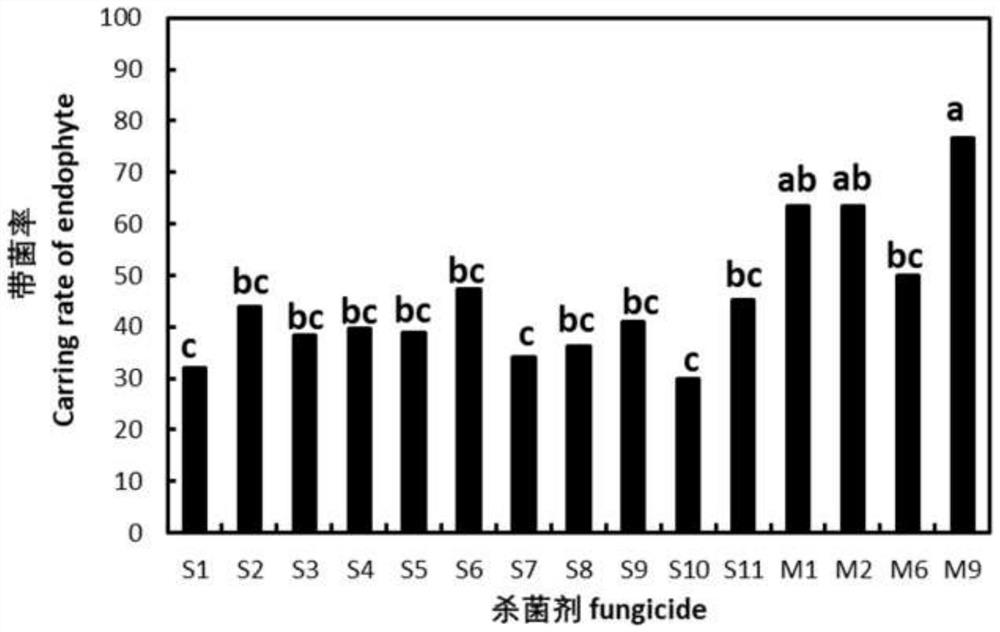 Compound bactericide for preventing and controlling achnatherum inebrians and preparation method thereof