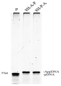 Novel phosphorylated adenosine acylase as well as preparation method and application thereof
