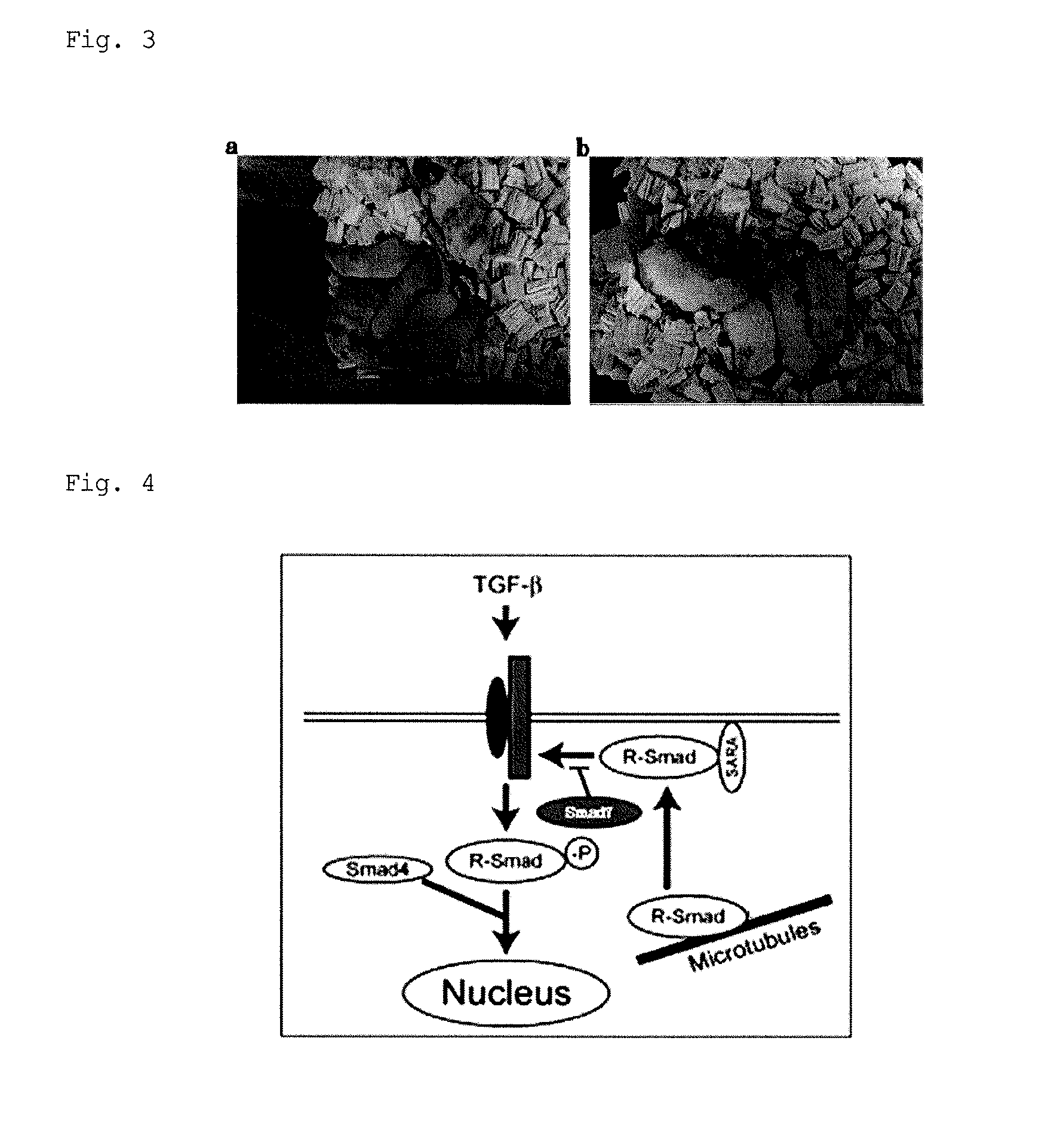 iPS CELLS AND METHOD FOR PREPARING THE SAME