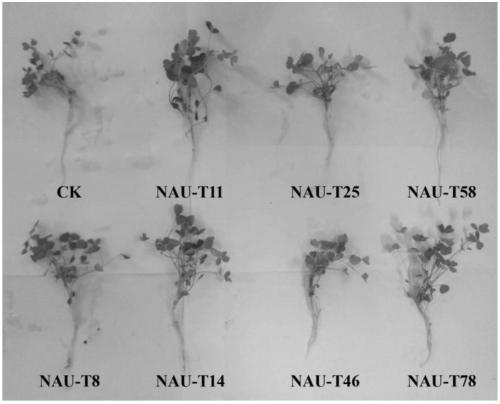 Growth-promoting bacteria for promoting growth of alfalfa on saline and alkaline land and microbial organic fertilizer thereof