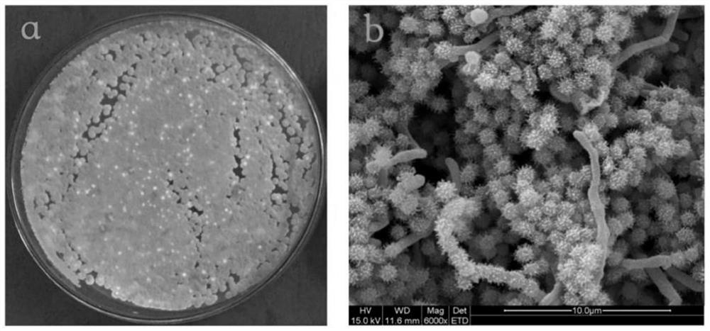 A strain of Streptomyces producing ε-polylysine and its application