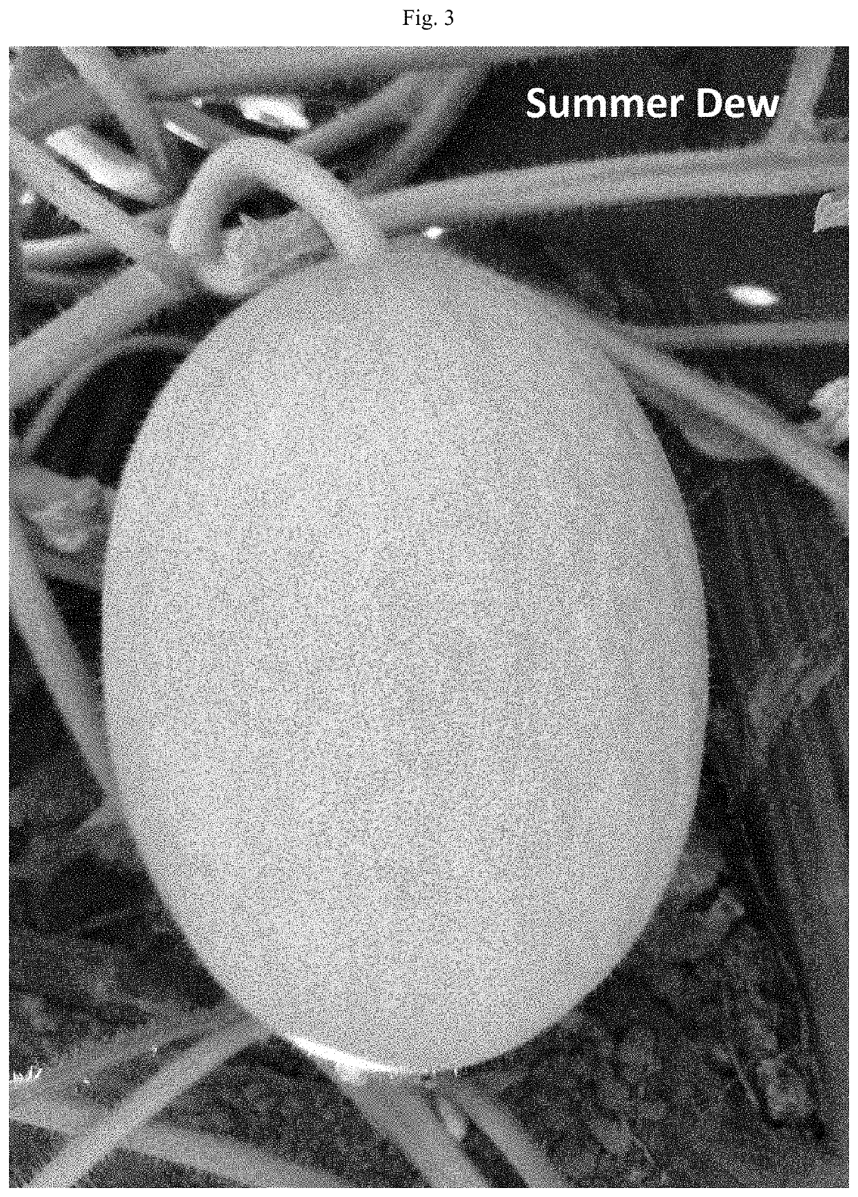 Melon variety nun 71248 mem