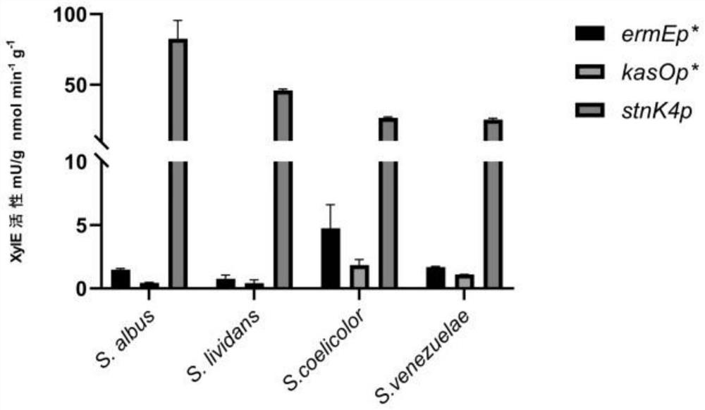 Strong promoter suitable for streptomyces and application thereof