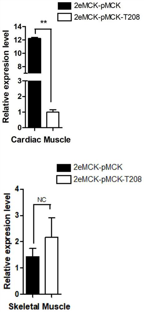 Skeletal muscle specific promoter and its application