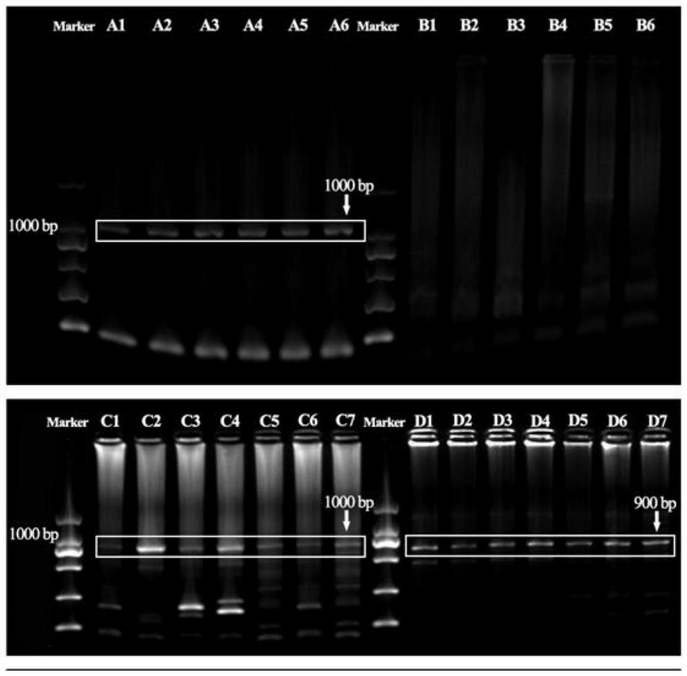 Antisense RNA sequence combination and method for inhibiting gonad development of pelteobagrus fulvidraco and application