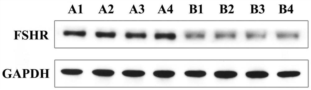 Antisense RNA sequence combination and method for inhibiting gonad development of pelteobagrus fulvidraco and application
