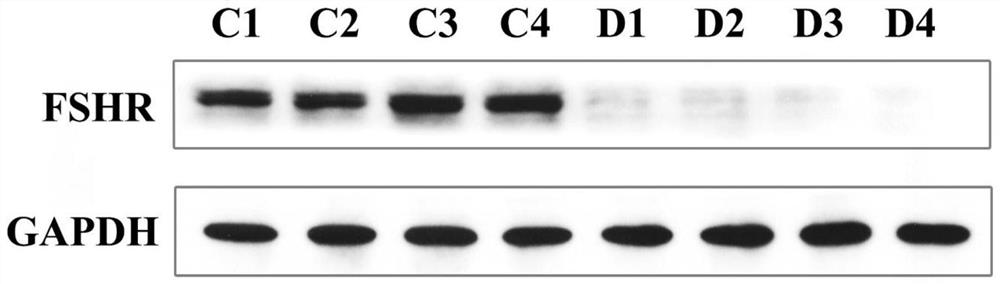 Antisense RNA sequence combination and method for inhibiting gonad development of pelteobagrus fulvidraco and application