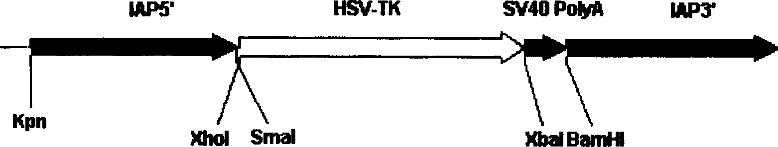 Method for efficiently establishing pure line gene knock-out mouse model