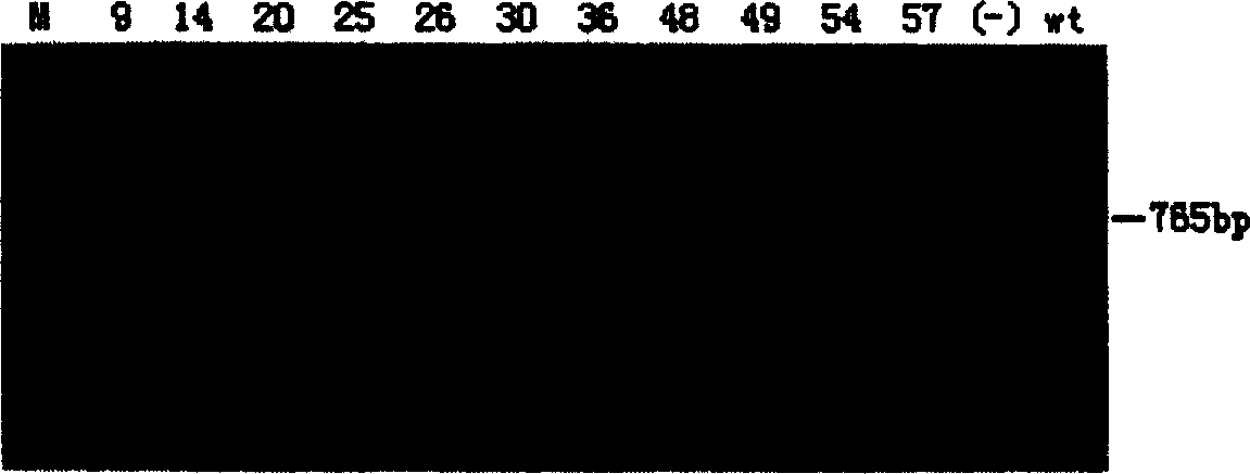 Method for efficiently establishing pure line gene knock-out mouse model