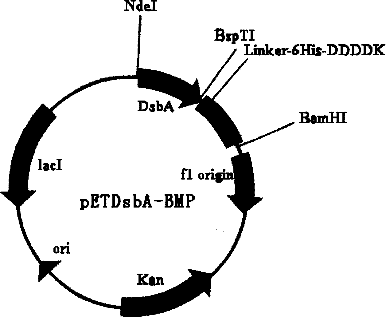 Method for preparing bone morphogenic protein BMP-2 mature peptide