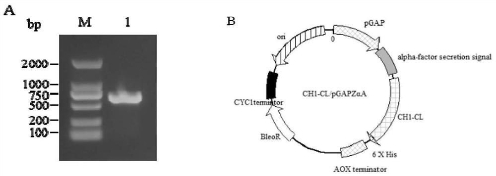 Anti-helicobacter pylori recombinant antibody, preparation method and application