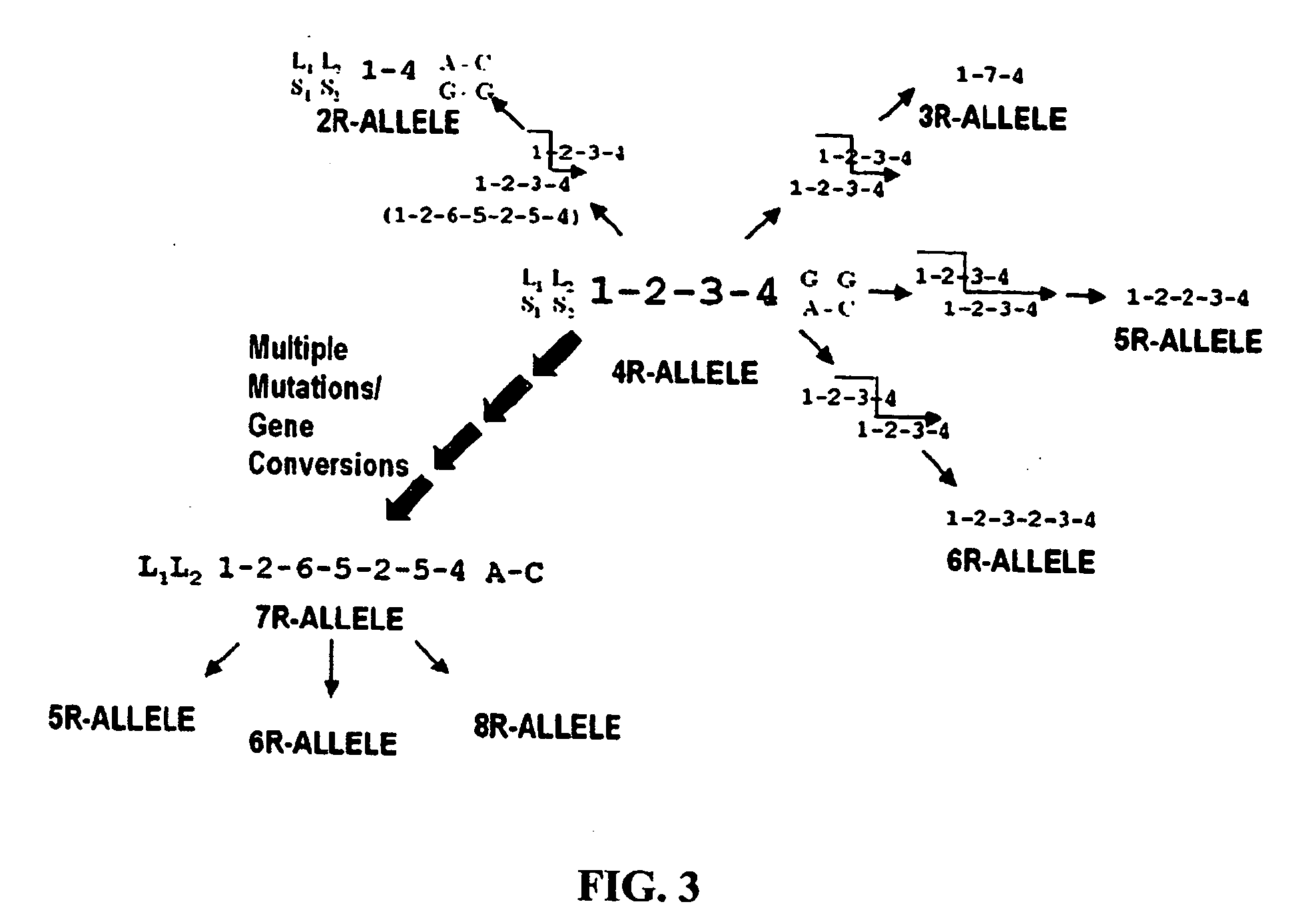 Reagents and methods for diagnosis of attention deficit hyperactivity disorder