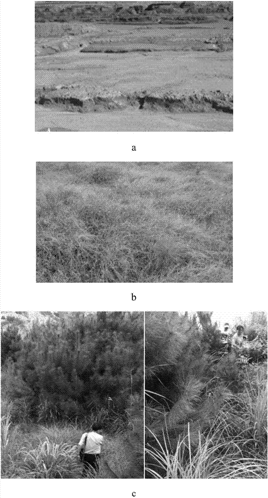 Method of ecological restoration of ion type rare earth mine