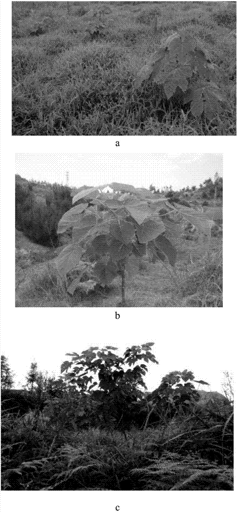 Method of ecological restoration of ion type rare earth mine