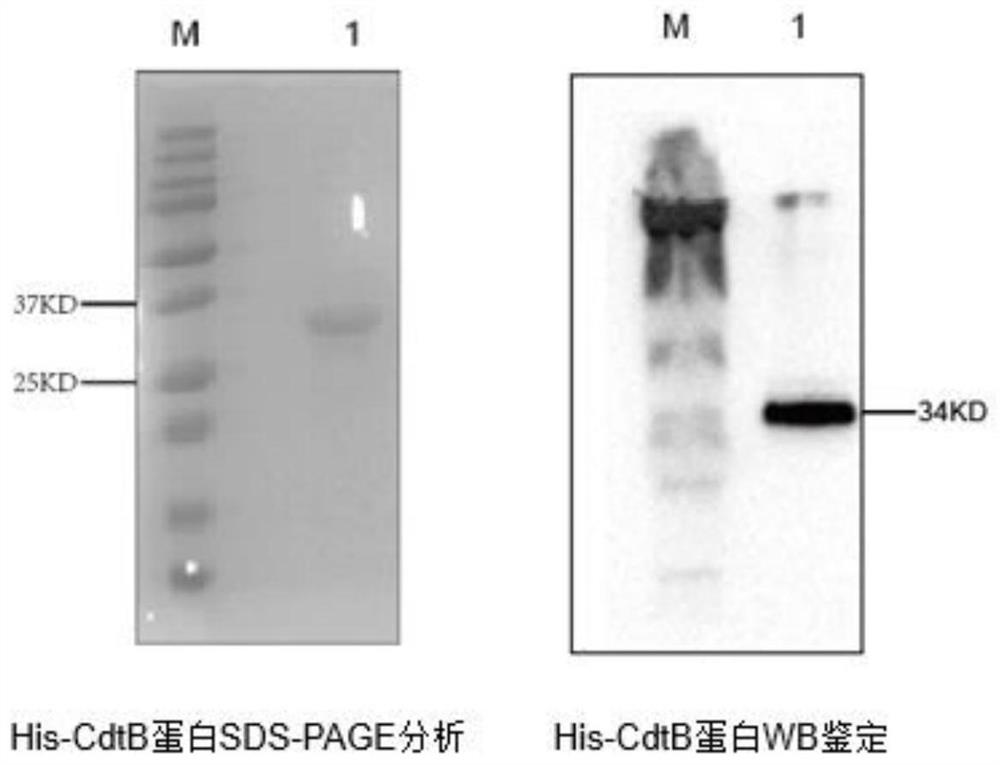 Application of haemophilus parasuis CdtB hybridoma cell and monoclonal antibody