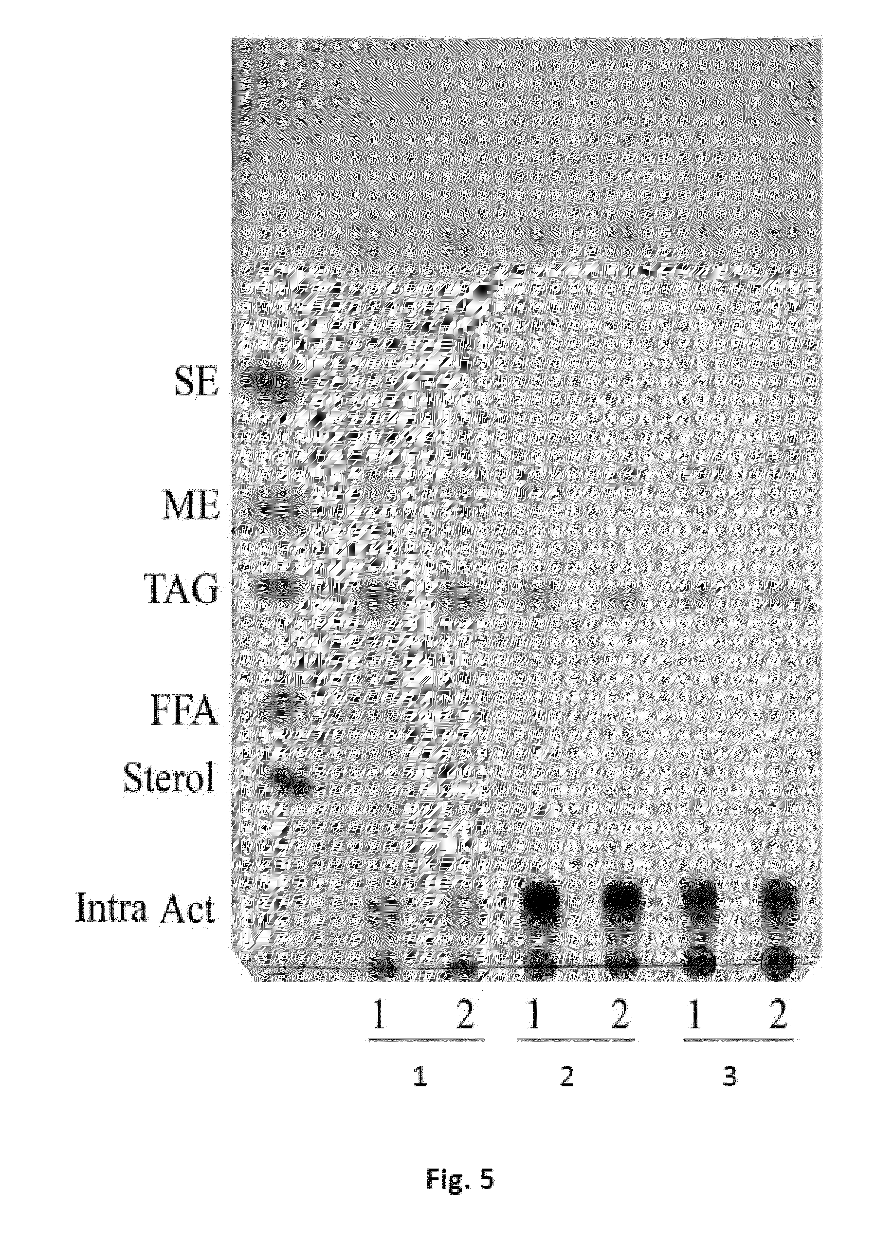 Triacylglycerol-based lipid composition