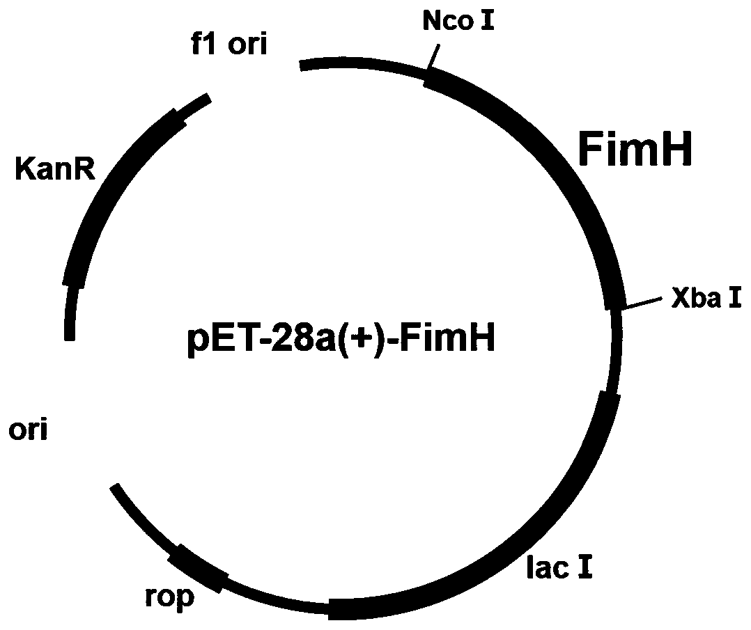 Application of recombinant escherichia coli with overexpression of fimH gene in fermentation production of amino acid