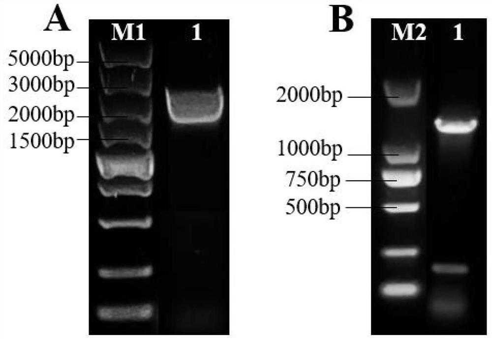 Grifola frondosa glucanyltransferase gfgel4 as well as encoding gene and application thereof