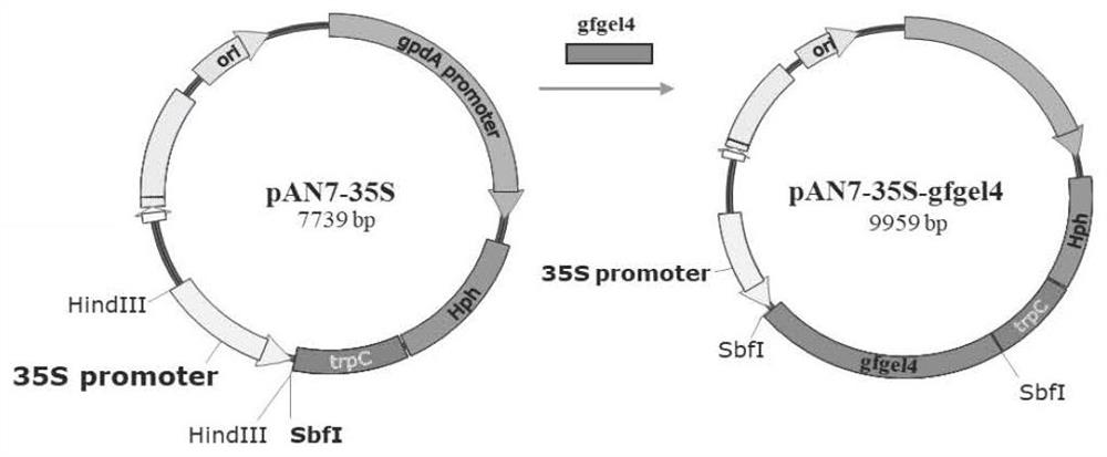 Grifola frondosa glucanyltransferase gfgel4 as well as encoding gene and application thereof
