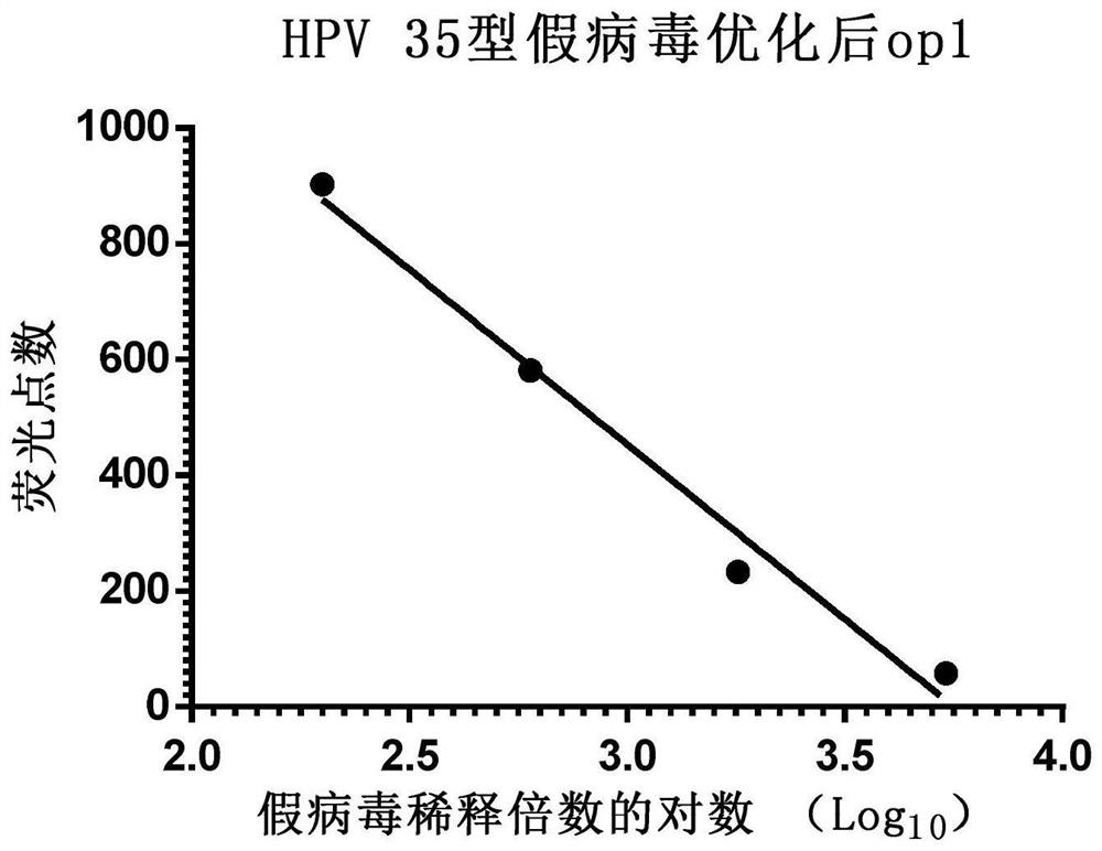 A kind of human papillomavirus type 35/hpv35 type l1/l2 and its preparation and application