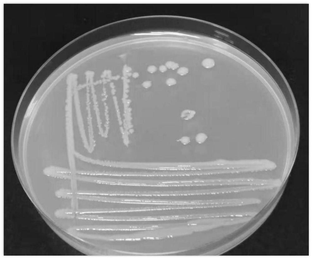 A kind of maize endophytic Acinetobacter aczly512 and its application