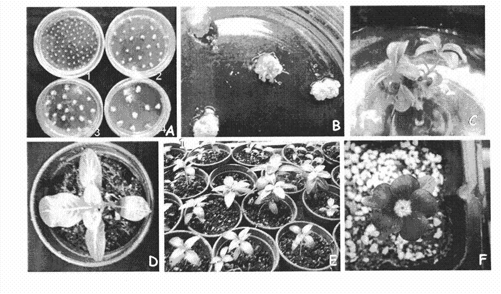 Method for cultivating catharanthus roseus transgenic plants induced by agrobacterium tumefacien