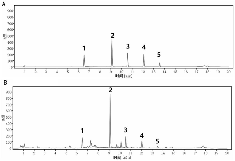 Application of scutellaria baicalensis decoction in preparation of medicine for treating diarrhea and improving intestinal function