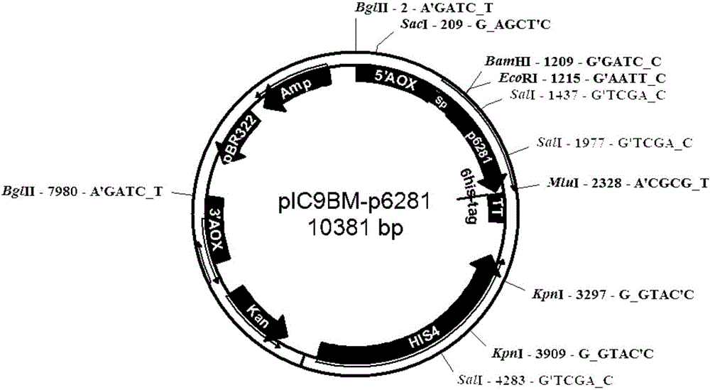 Method for heterologous expression and purification of trichoderma harzianum acidic protease P6281