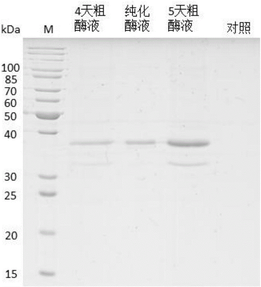 Method for heterologous expression and purification of trichoderma harzianum acidic protease P6281