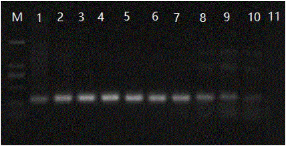 PCR primer ad kit for simultaneously detecting cyprinid herpesvirus I, cyprinid herpesvirus II and cyprinid herpesvirus III and application of PCR primer