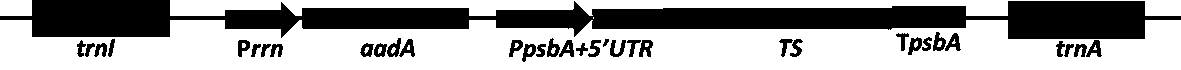 Recombinant vector pLD-TS for expressing taxadiene in chloroplast