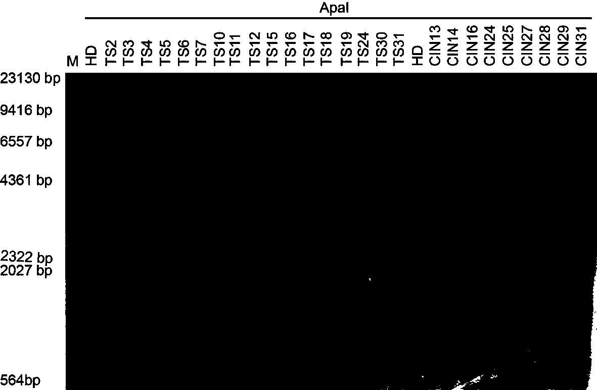 Recombinant vector pLD-TS for expressing taxadiene in chloroplast