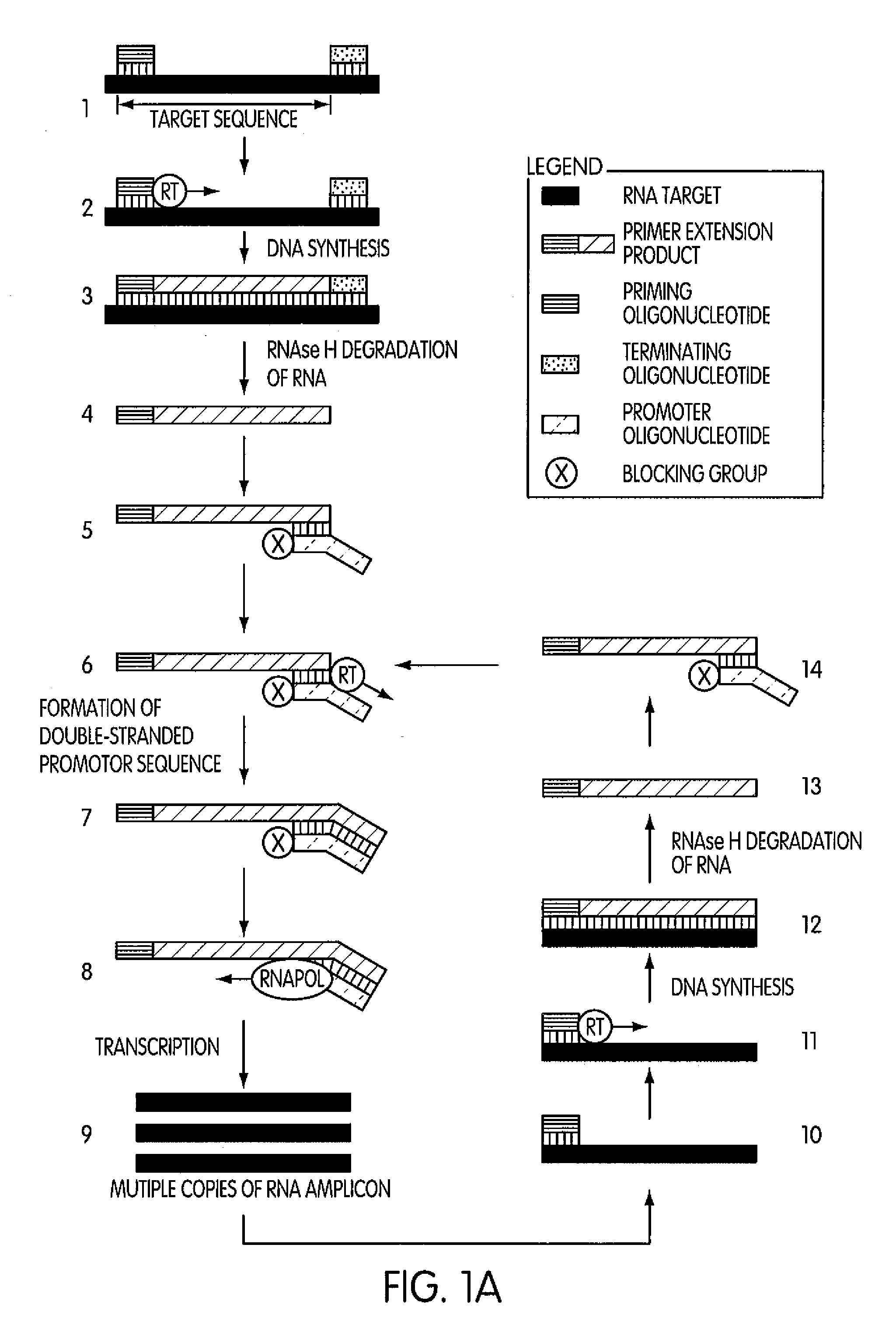 Methods and kits for amplifying DNA