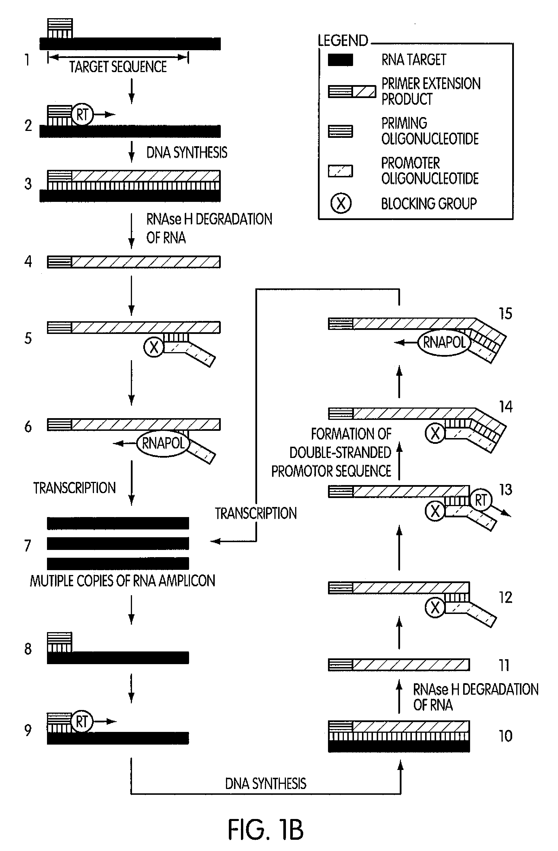 Methods and kits for amplifying DNA