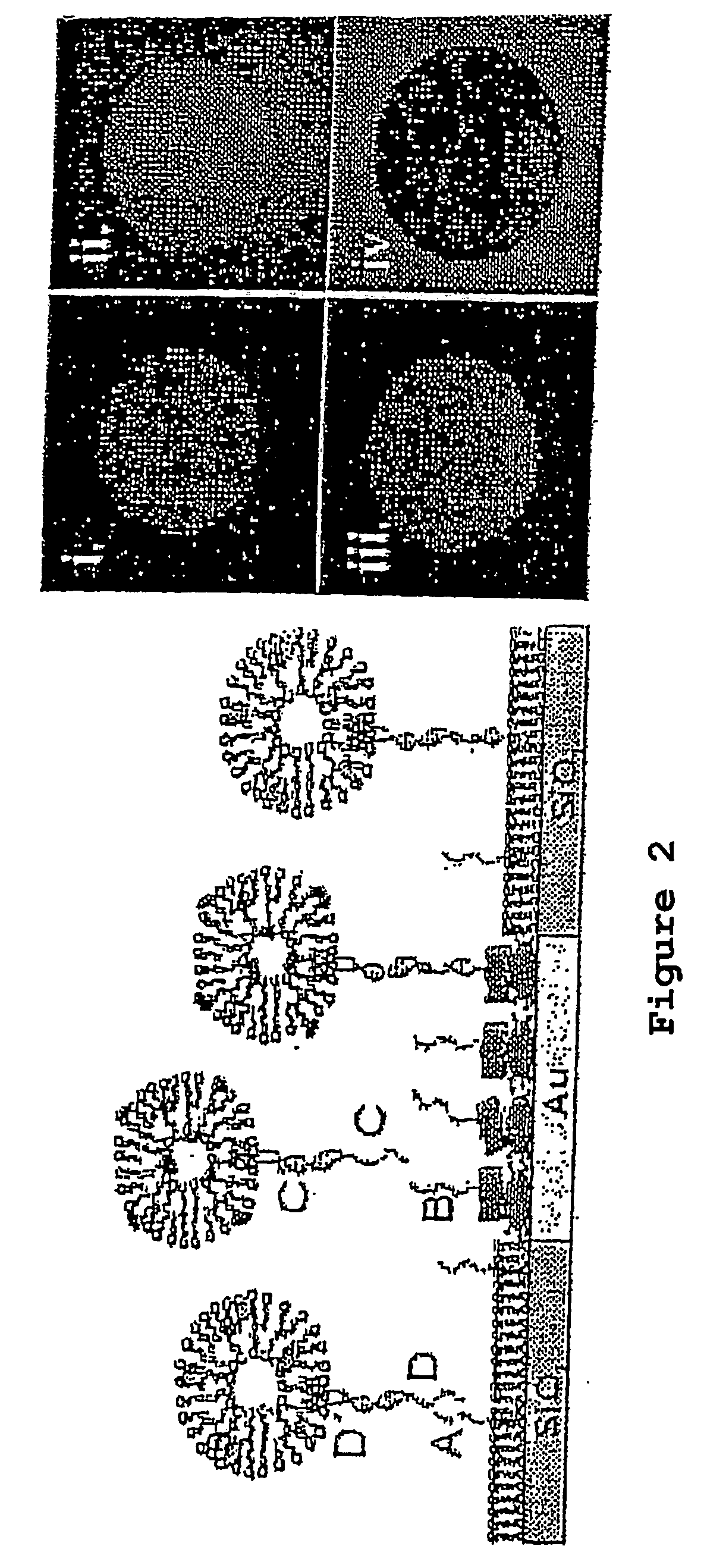 Oligonucleotides Related to Lipid Membrane Attachments