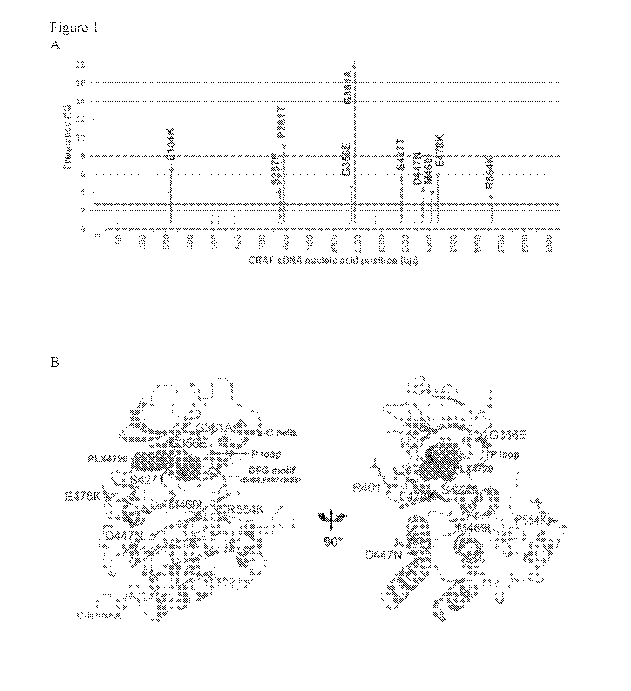 C-raf mutants that confer resistance to raf inhibitors