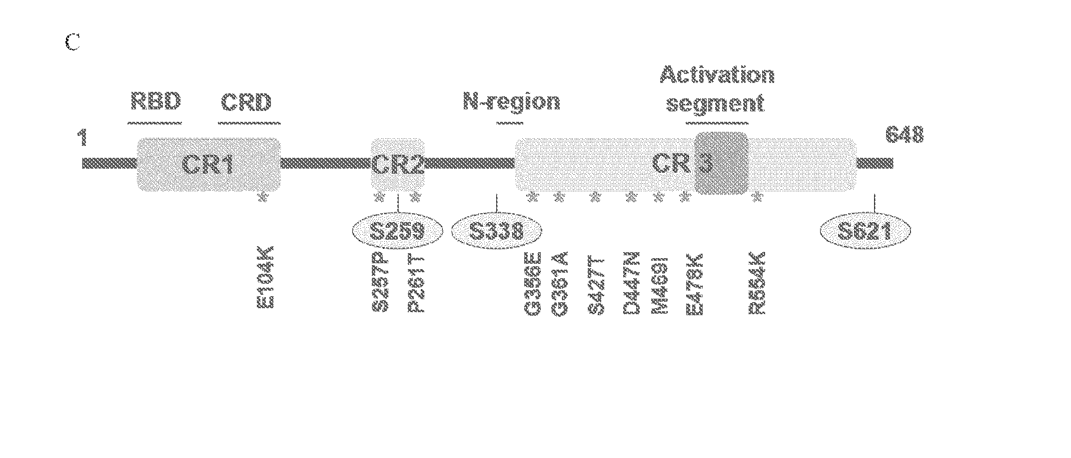 C-raf mutants that confer resistance to raf inhibitors