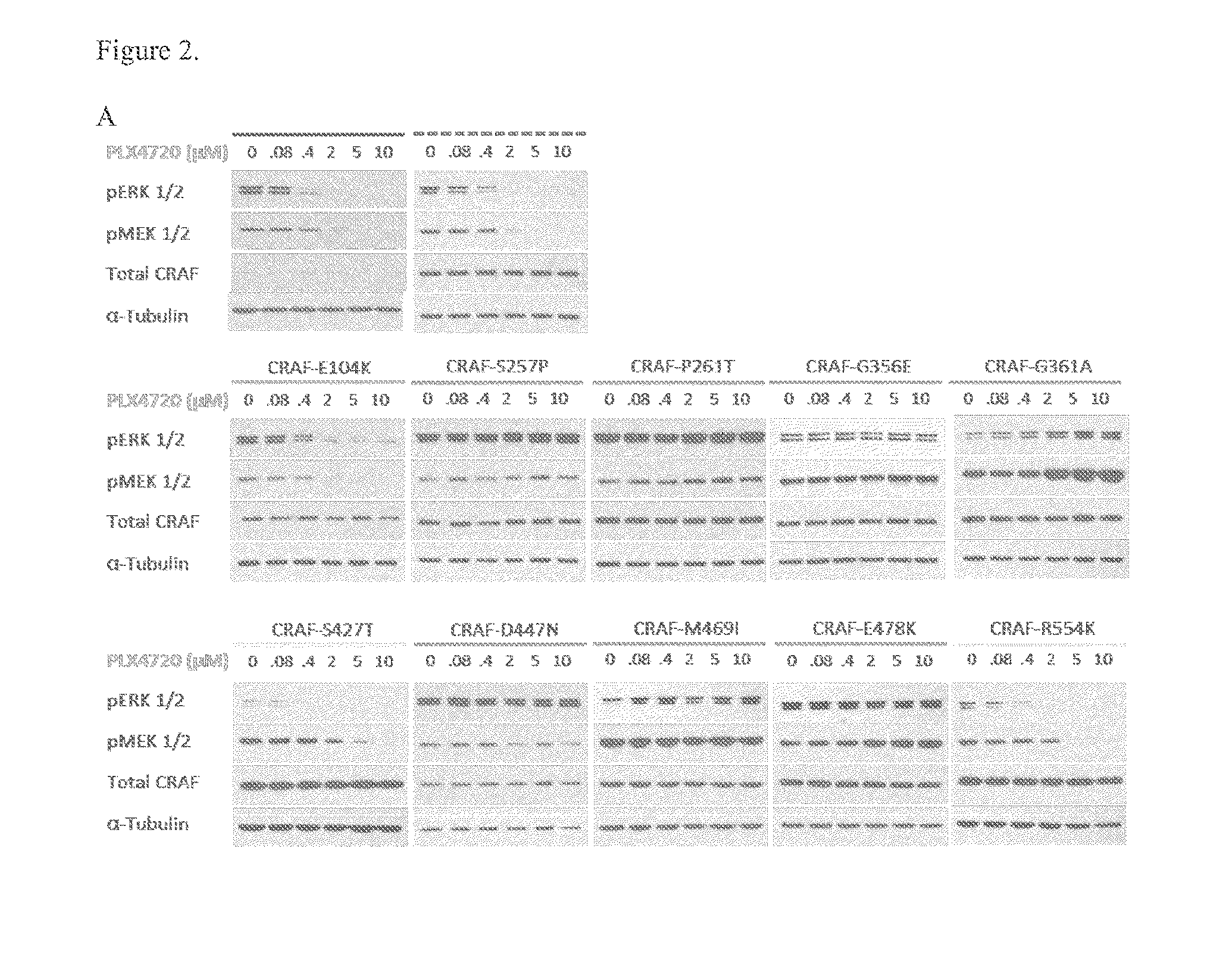 C-raf mutants that confer resistance to raf inhibitors