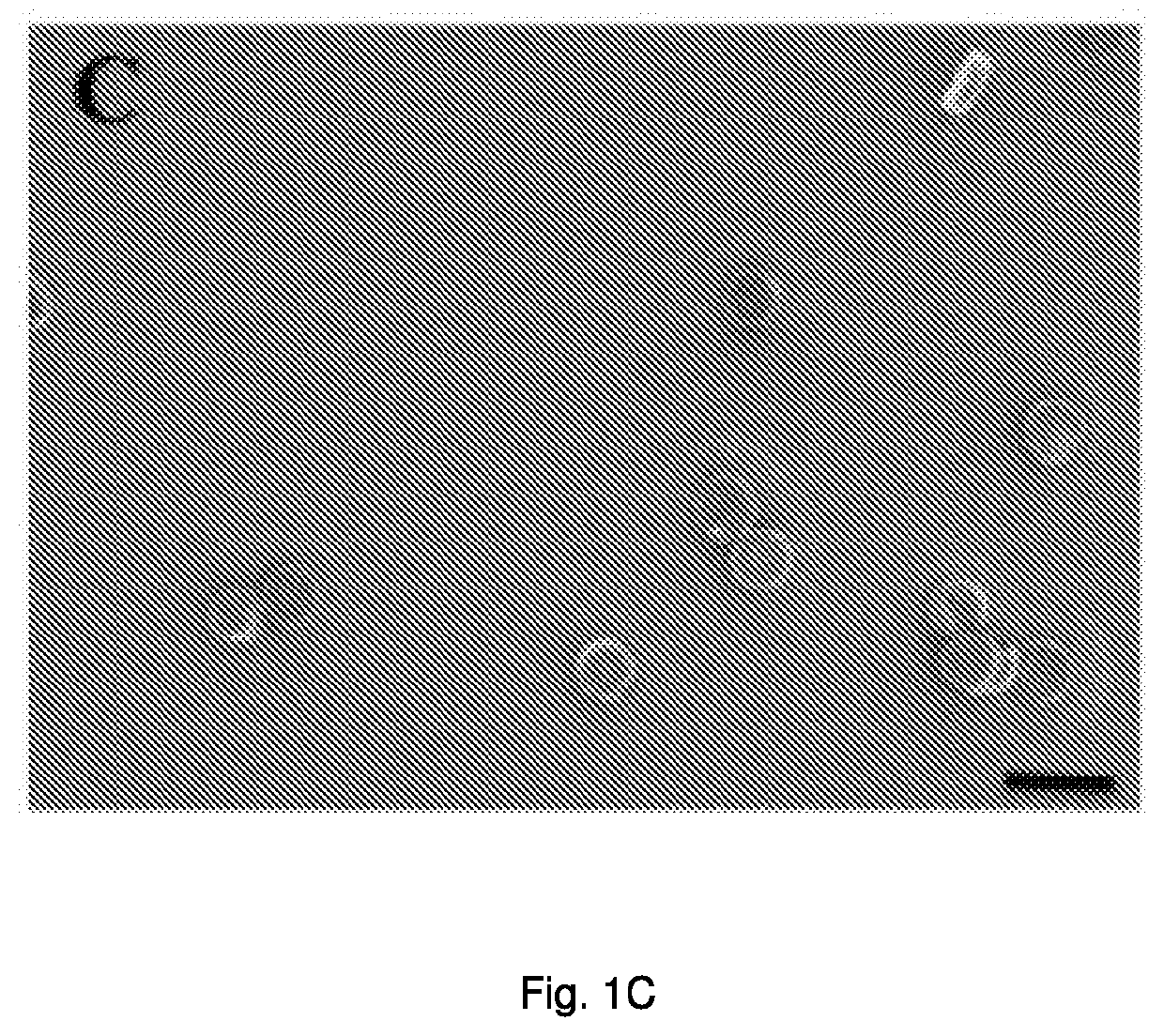 Engineered biocompatible antibiotic particles and their use against urinary tract infection