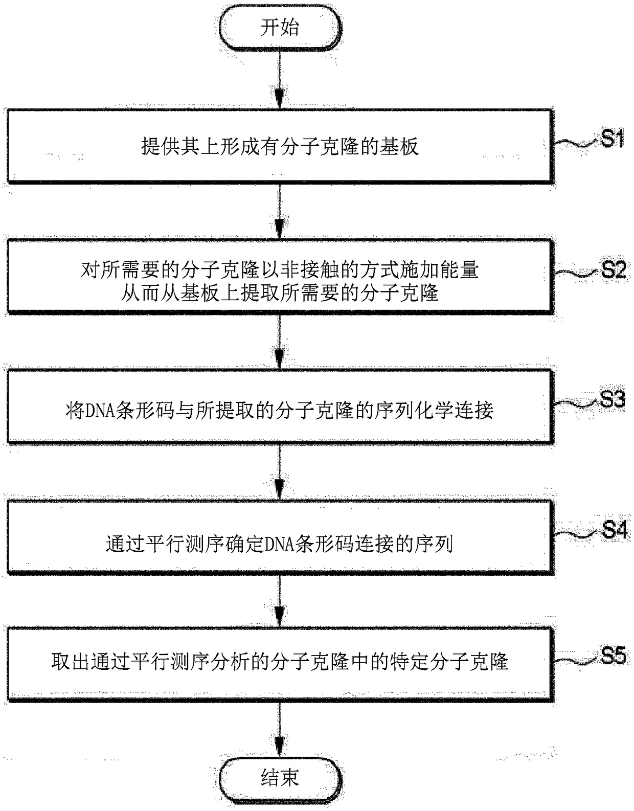 Molecular clone extracting and verifying method