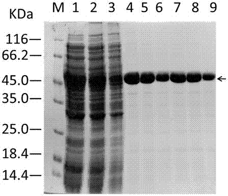 Fusion protein GST-SOD (superoxide dismutase)1-X-R9 as well as preparation method and application thereof