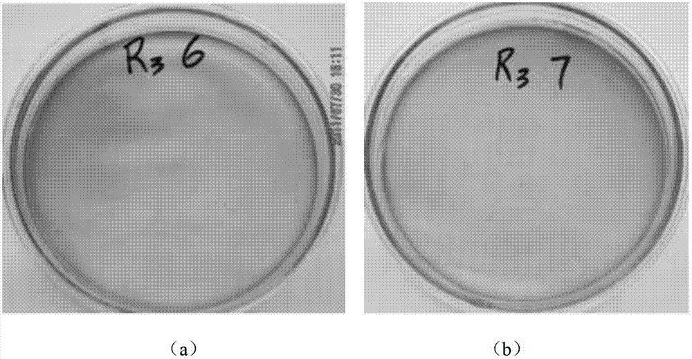 Streptococcus thermophilus capable of lowering cholesterol levels and application thereof