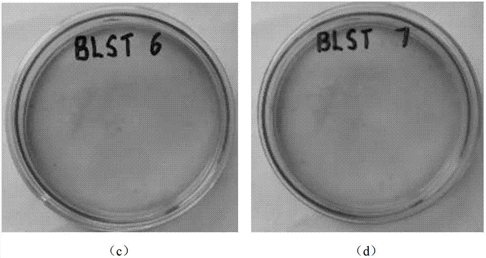 Streptococcus thermophilus capable of lowering cholesterol levels and application thereof