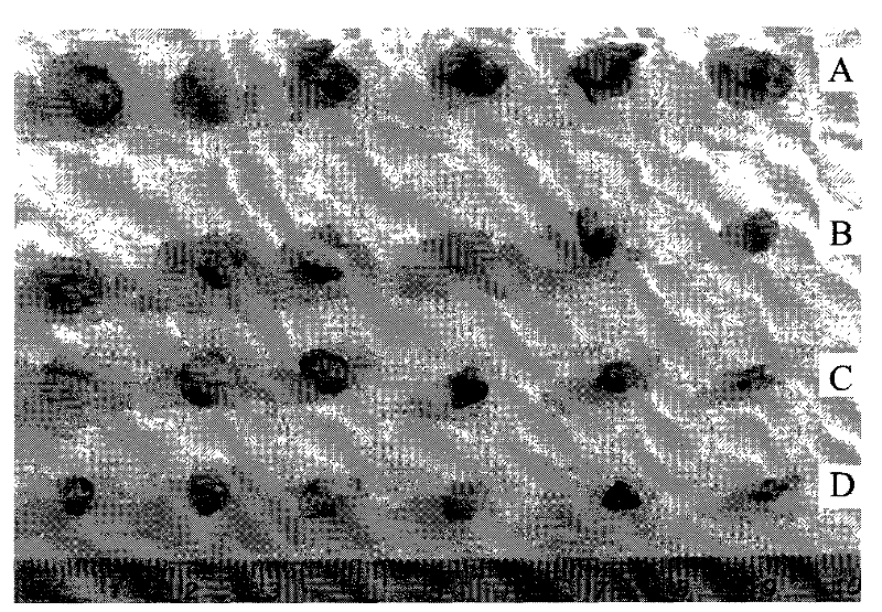 Preparation method of targeting antineoplastic medicine nitidine chloride complexes, product thereof and injection containing the product